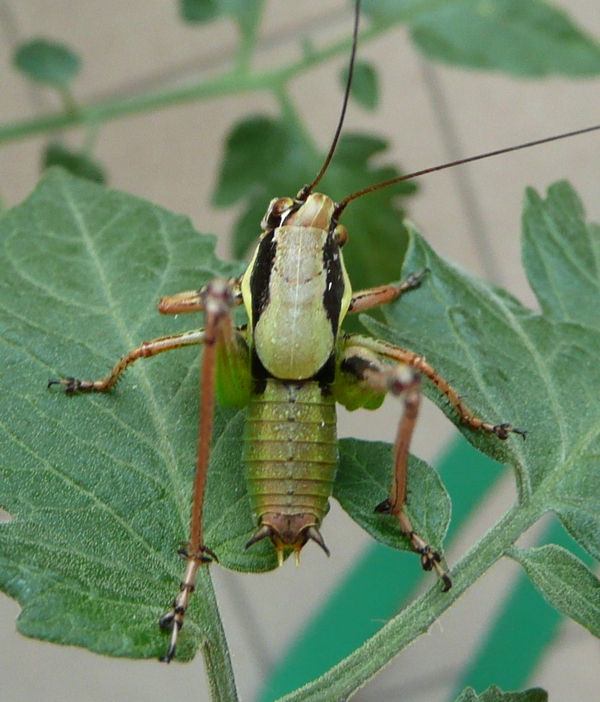 Euphalidoptera Chabrieri?